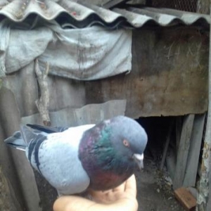 cüt göyərçinlər satılır alabula bala verirl