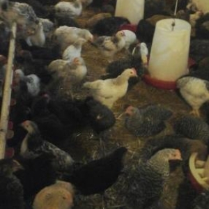 50 gunliy cuceler qiymet zeng edin dansaq ceki 900