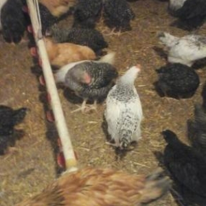 50 gunliy cuceler qiymet zeng edin dansaq ceki 900qram