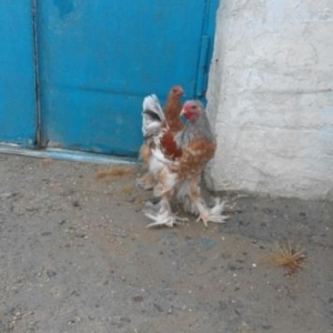 brama təcili satılır cütü təmizdilər 5aylı