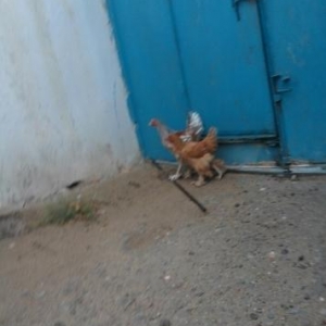 brama təcili satılır cütü təmizdilər 5aylıqdılar