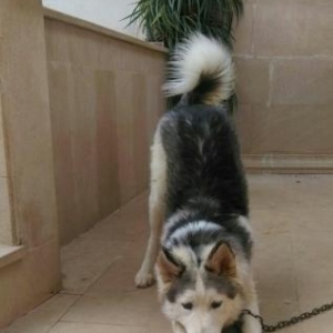 Bütün peyvəndləri, iynələri , vitaminləri hamısı vaxtı vaxtında vurulu