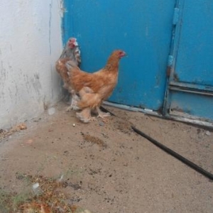 brama təcili satılır cütü təmizdilər 5aylıqdılar