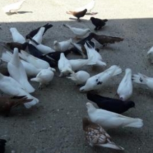 20 dene tutulma quw var satlram