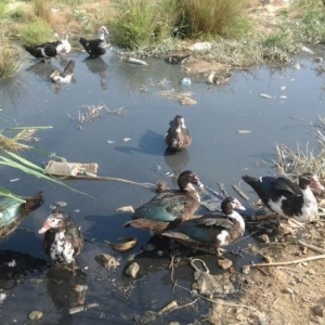 ordekler satilir tek tekde hamisini goturene qiyme