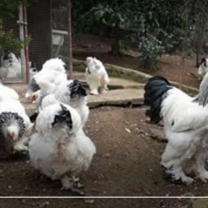 light  brama  cucesi  aliram    yumurtasida olar .