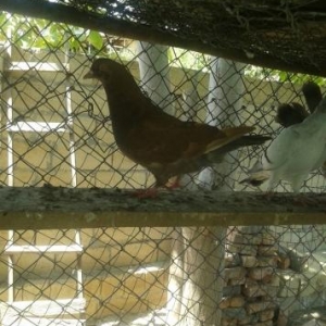 king geyerchinleri etlik sort