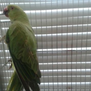 dishi   ojerelovuy  popugay