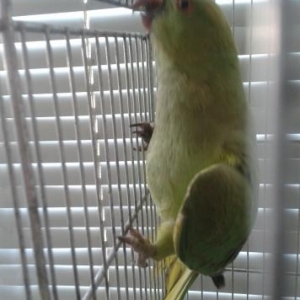 dishi   ojerelovuy  popugay