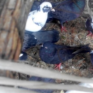 4 dene qara qusdu hamsida ucan qusdardi. biri   da