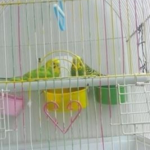 key diwi popuqay .Her bir weyi var qefesini ve qef