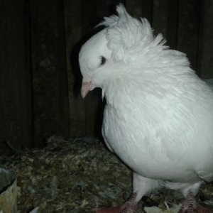 bu erkeya maya aliram satan varsa yazzsin wapcat var ag kekilli qawdi