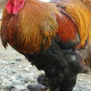 qold brahma 4 ayliq xoruzlari. sekildeki valideyin