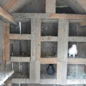 Qusxana Satilir texmini eni 1.20   uzunu 1.50     