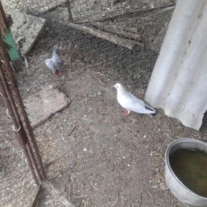 iksi cuti iksin satram