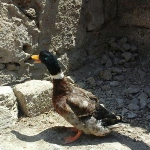 Yaşılbaş ördək satıram ərkəy