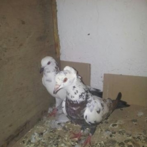 Təcili satılır cütü 20 azn