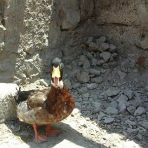 Yaşılbaş ördək satıram ərkəy