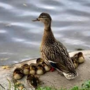 lal ordek ailesi 1 ana 1 ata 9 bala