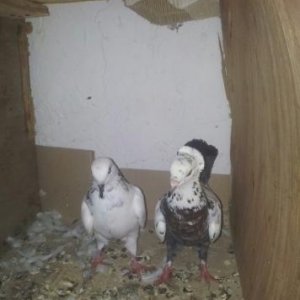 Təcili satılır cütü 20 azn