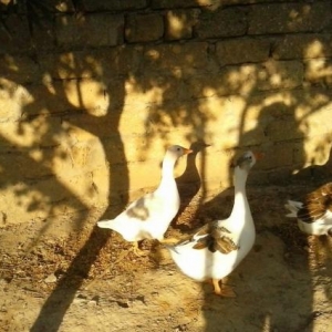 3 eded qaz   2 disi 1 erkek