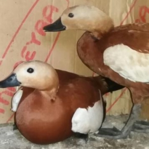 tam saglamdi 2eded qirmizi anqut ordeyi