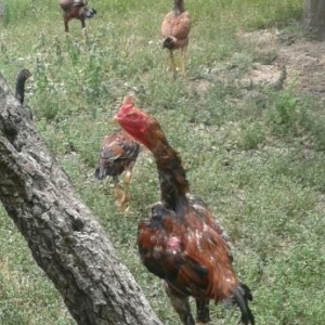 heyrati fere axilles, xoruz turkiyye