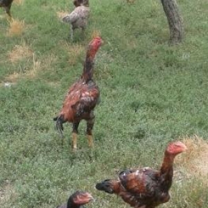 heyrati fere axilles, xoruz turkiyye