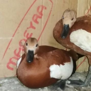 tam saglamdi 2eded qirmizi anqut ordeyi