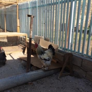 Brama Xoruzu satilir