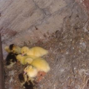 super sort lal ordeylerin balasi satilir ana ordey