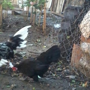 hər nov quslarin ucuz satisi