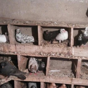 əbrəşlər.çilbaşlar.poqonnular.sarılar.