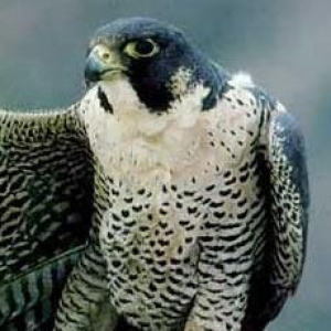 Shahin qushu satilir