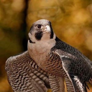 Shahin qushu satilir