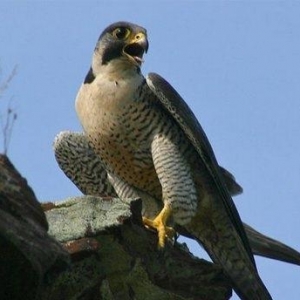 Shahin qushu satilir