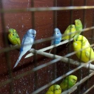 ZOO SHOP..TOPDAN QIYMETLER