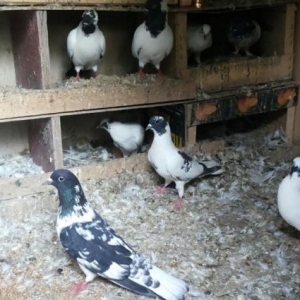 manax qarabaşlar satilir temiz orginal manaxlardi...