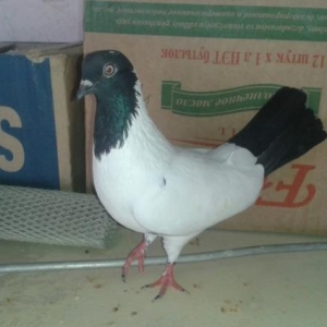 Qara manax cut quslardi