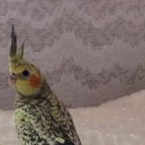 Продаётся попугай карелла,двух месячный.