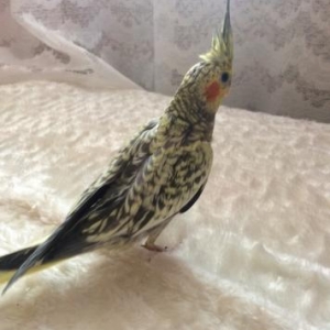 Продаётся попугай карелла,двух месячный.