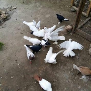 ayağları lələkli pavlin göyərçini axtarıram.