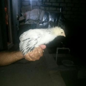 Ev quşlarının satışı