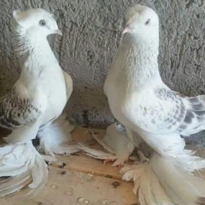 ayağları lələkli pavlin göyərçini axtarıram.