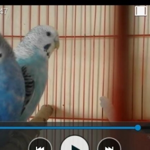 saglam quslardi balaligdan mendedi maya cexden cxm