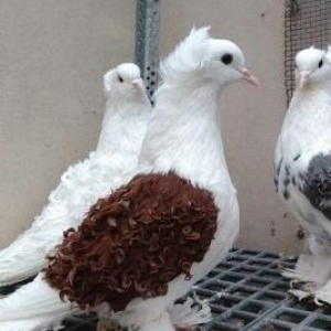 ayağları lələkli pavlin göyərçini axtarıram.