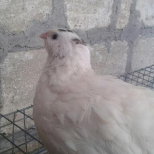 ən böyük bildirçin