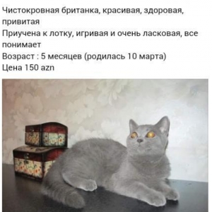 Британская короткошерстная