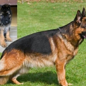 ulsuz verən olanda yazsın vacib lazımdı nətə