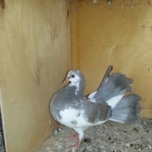 pirafin qusu cutu 30 azn